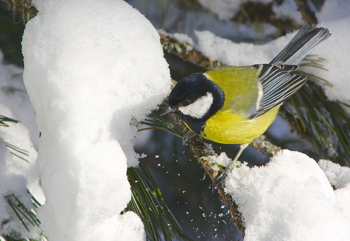Great Tit