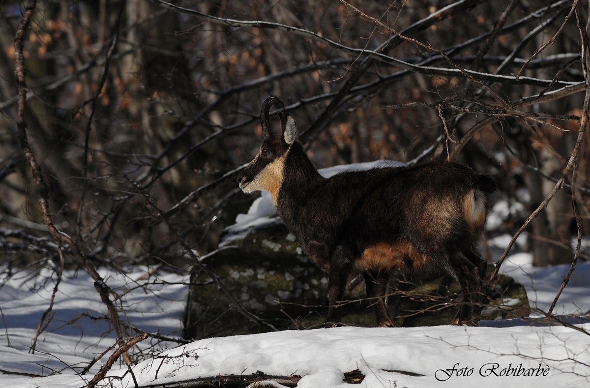 Camoscio ....