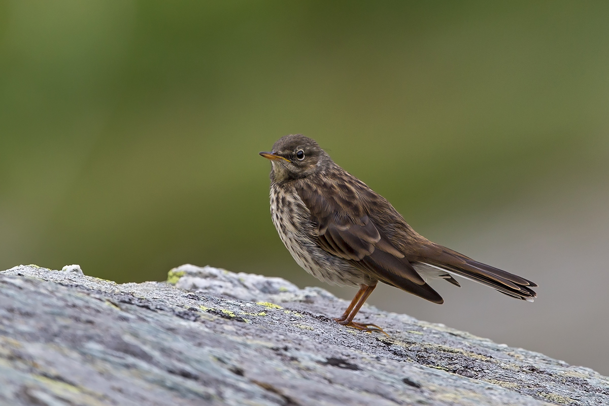 Pipit