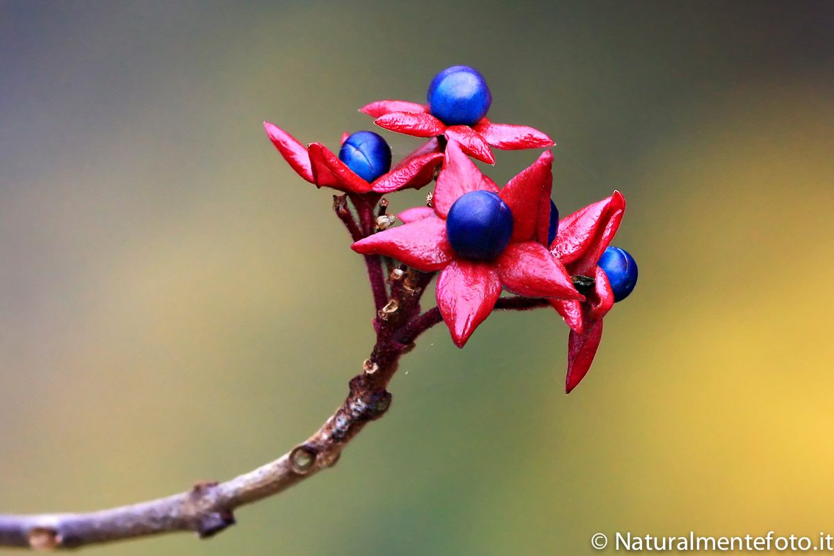 Clerodendro