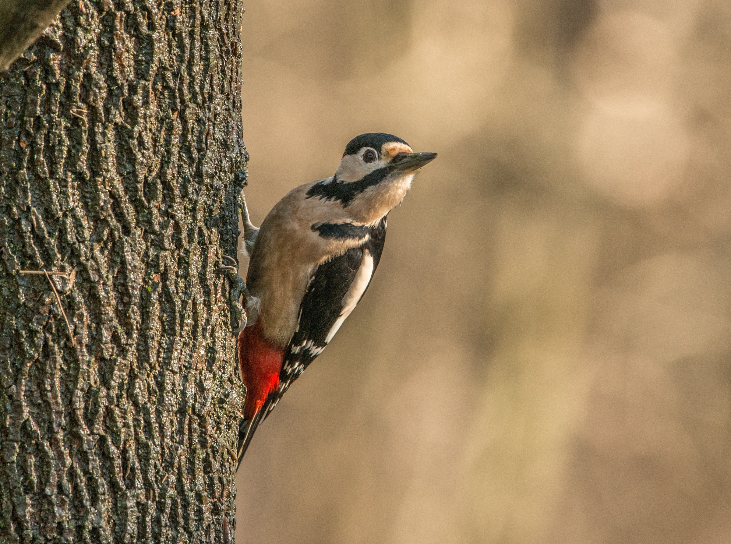 Woodpecker