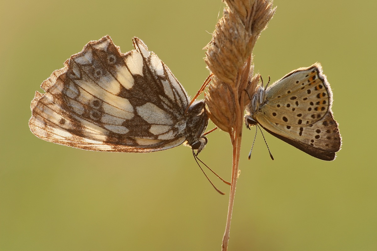 Melanargia galathea e Lycaena Titiro