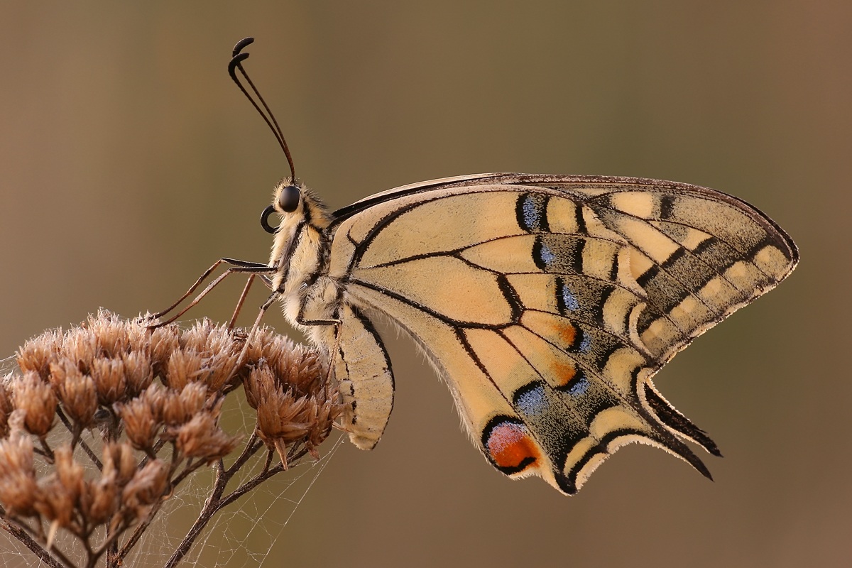 Papilio machaon