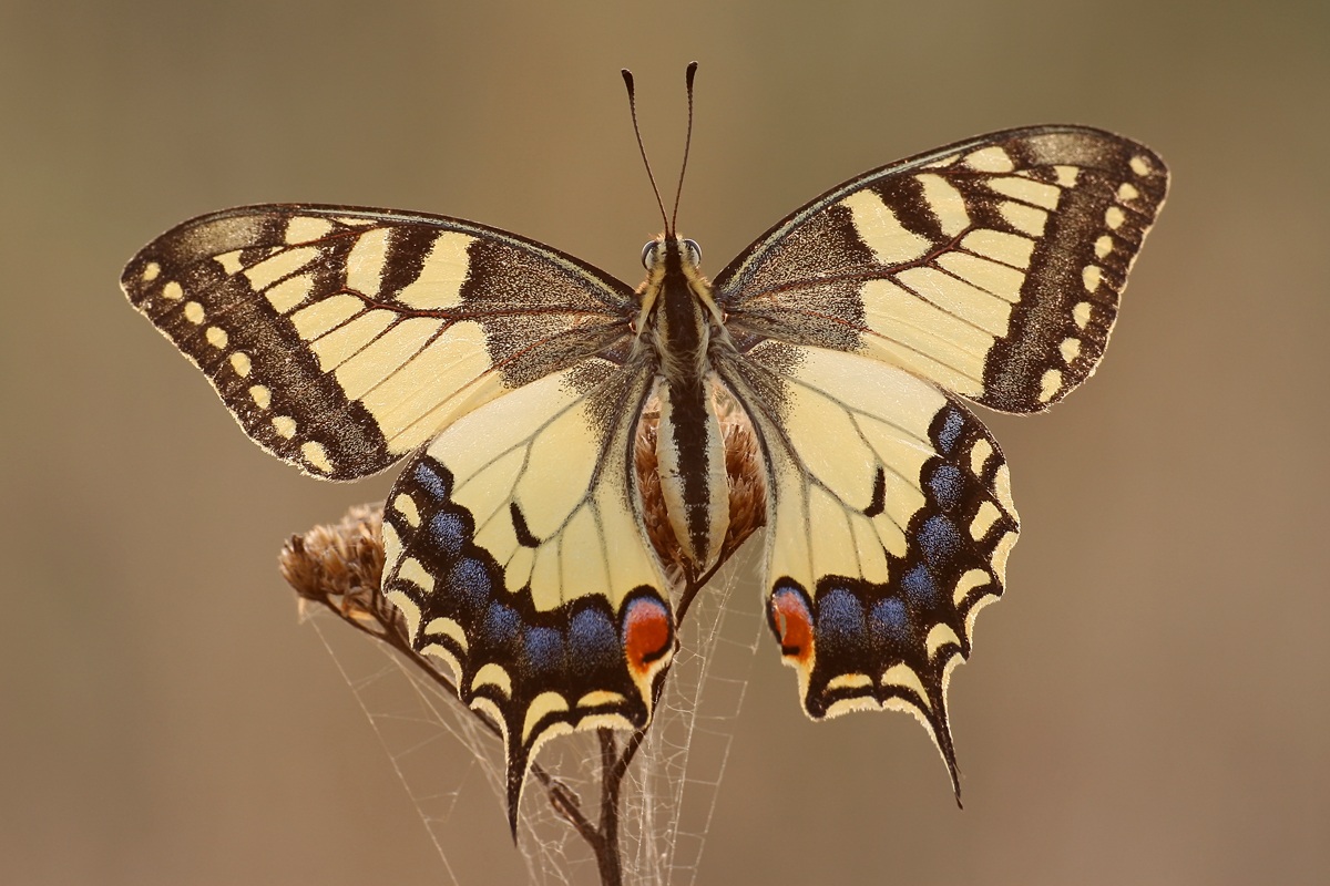Papilio machaon