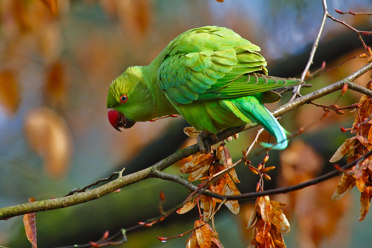 Amazzonia o parco di Monza ??