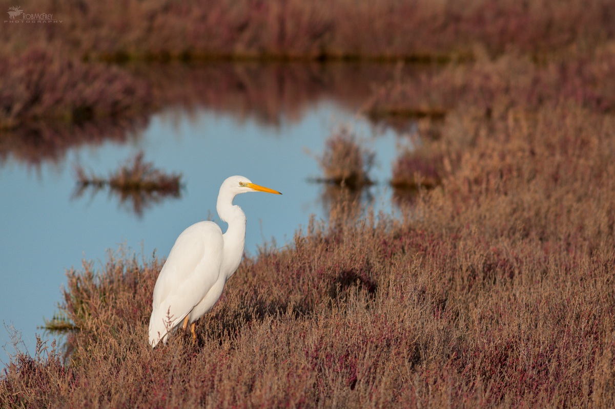 White Heron Major