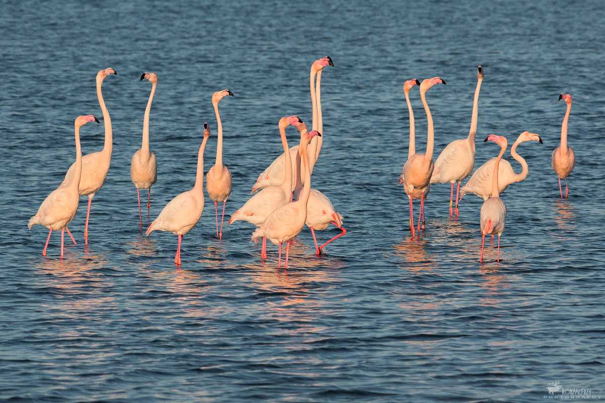 Fenicotteri al Tramonto