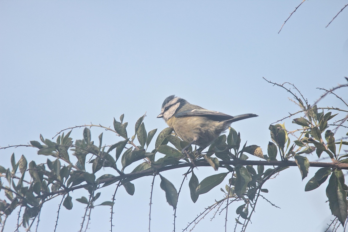 La Cinciallegra (Parus major) in giardino