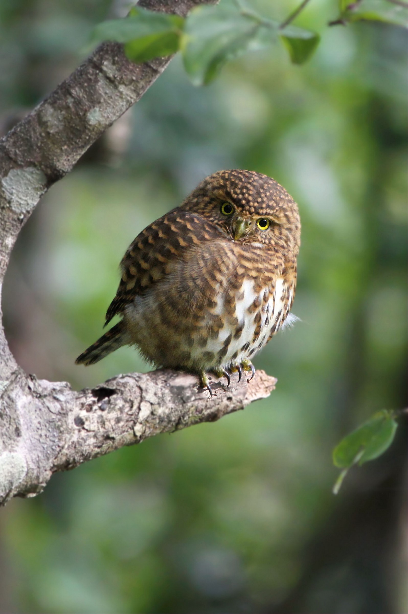 Collared Pigmy Owlet