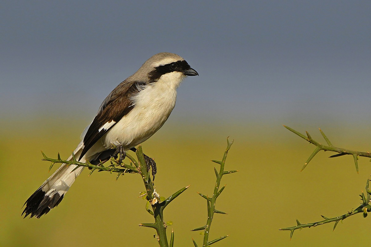 Masked shrike