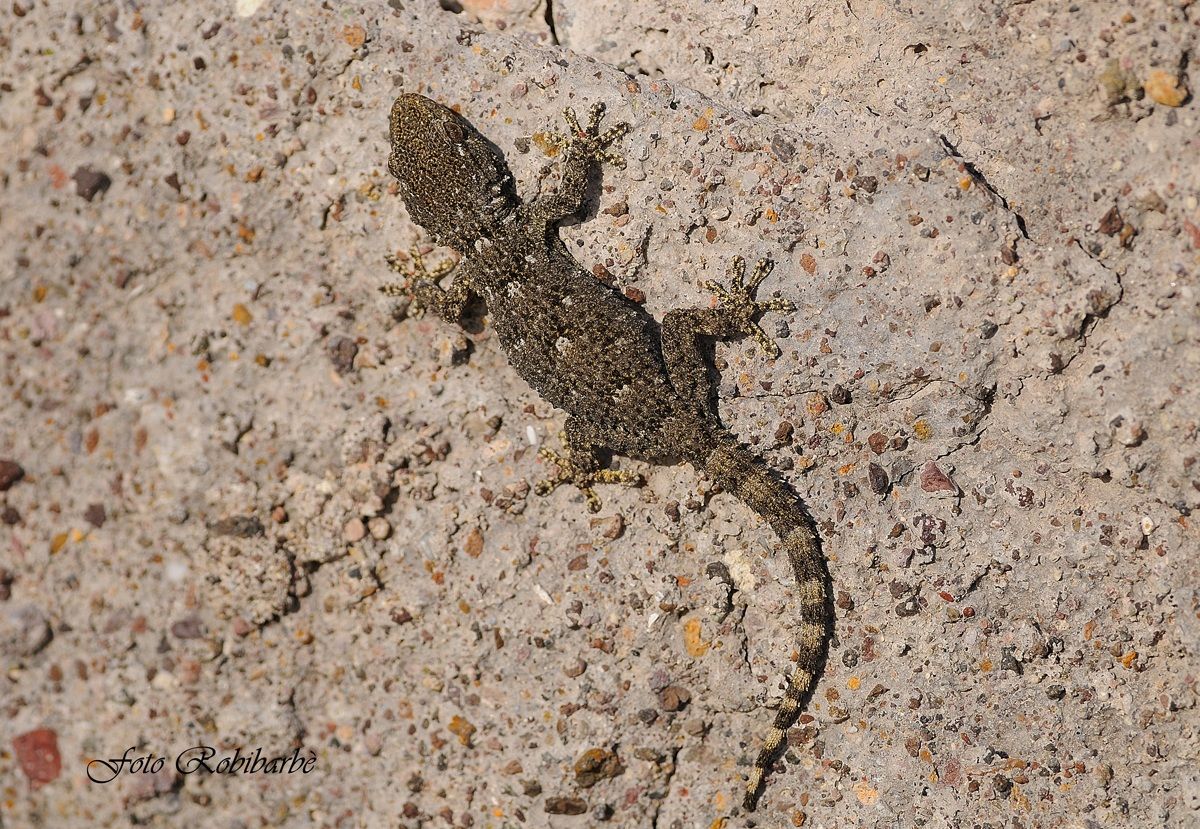 Geco.....mimetico...