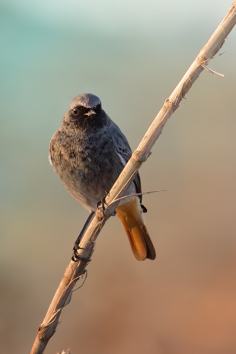 Redstart Sweeps