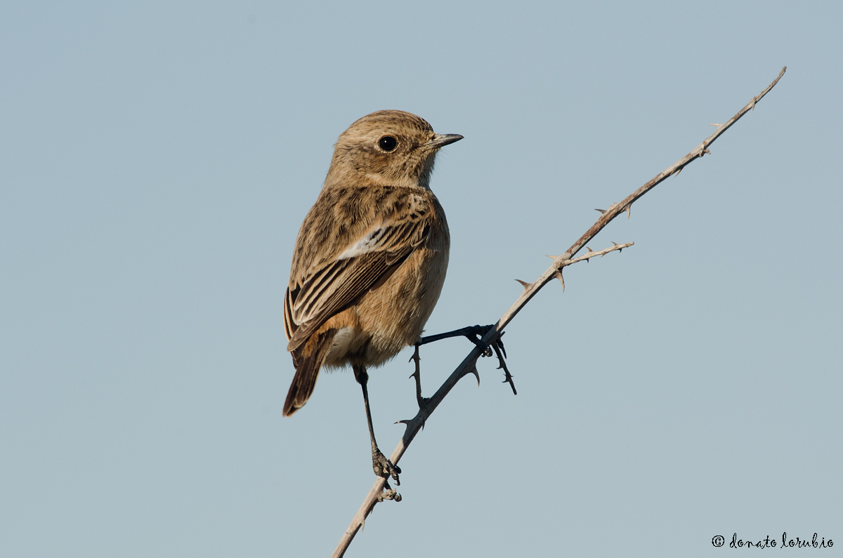 Stonechat
