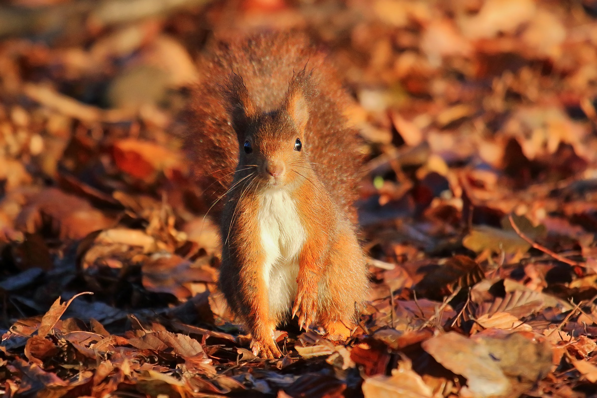 scoiattolo rosso curioso