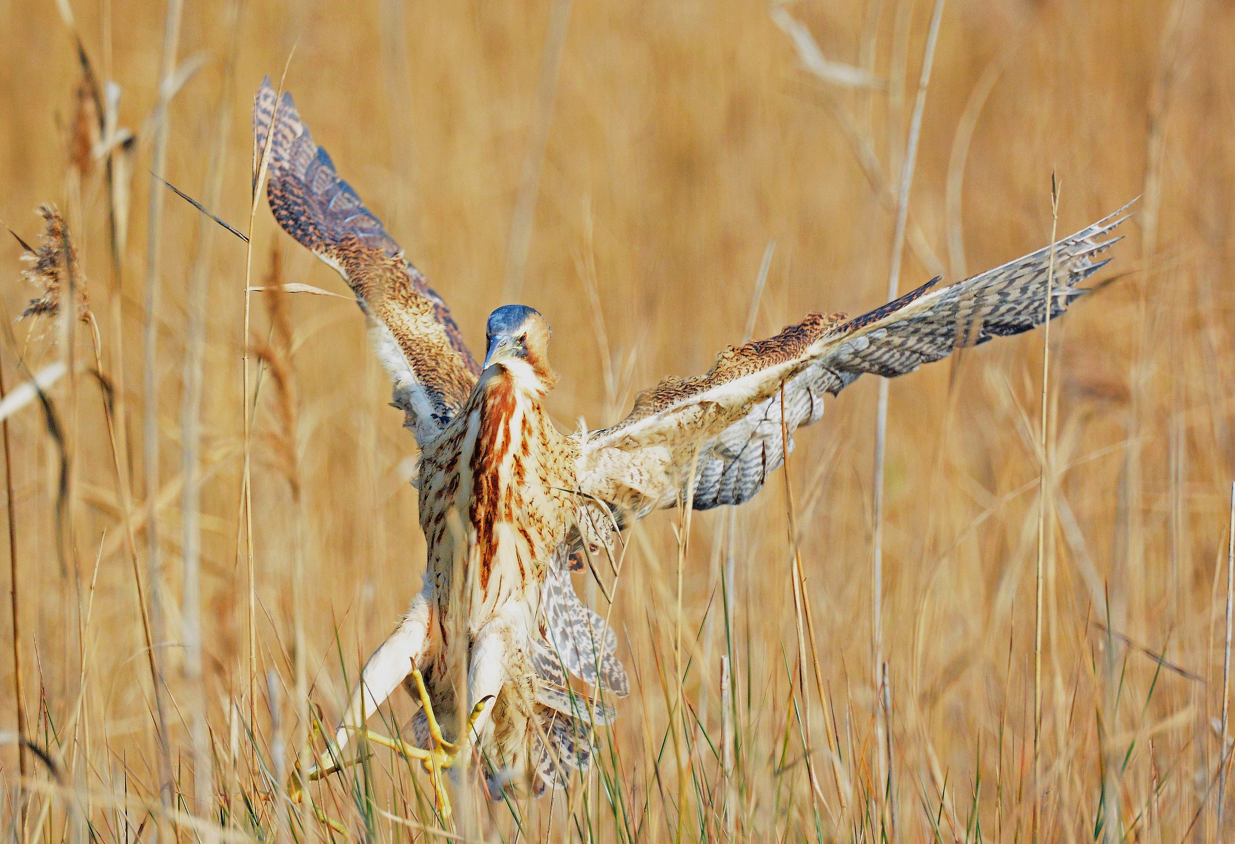 Bittern in the reeds