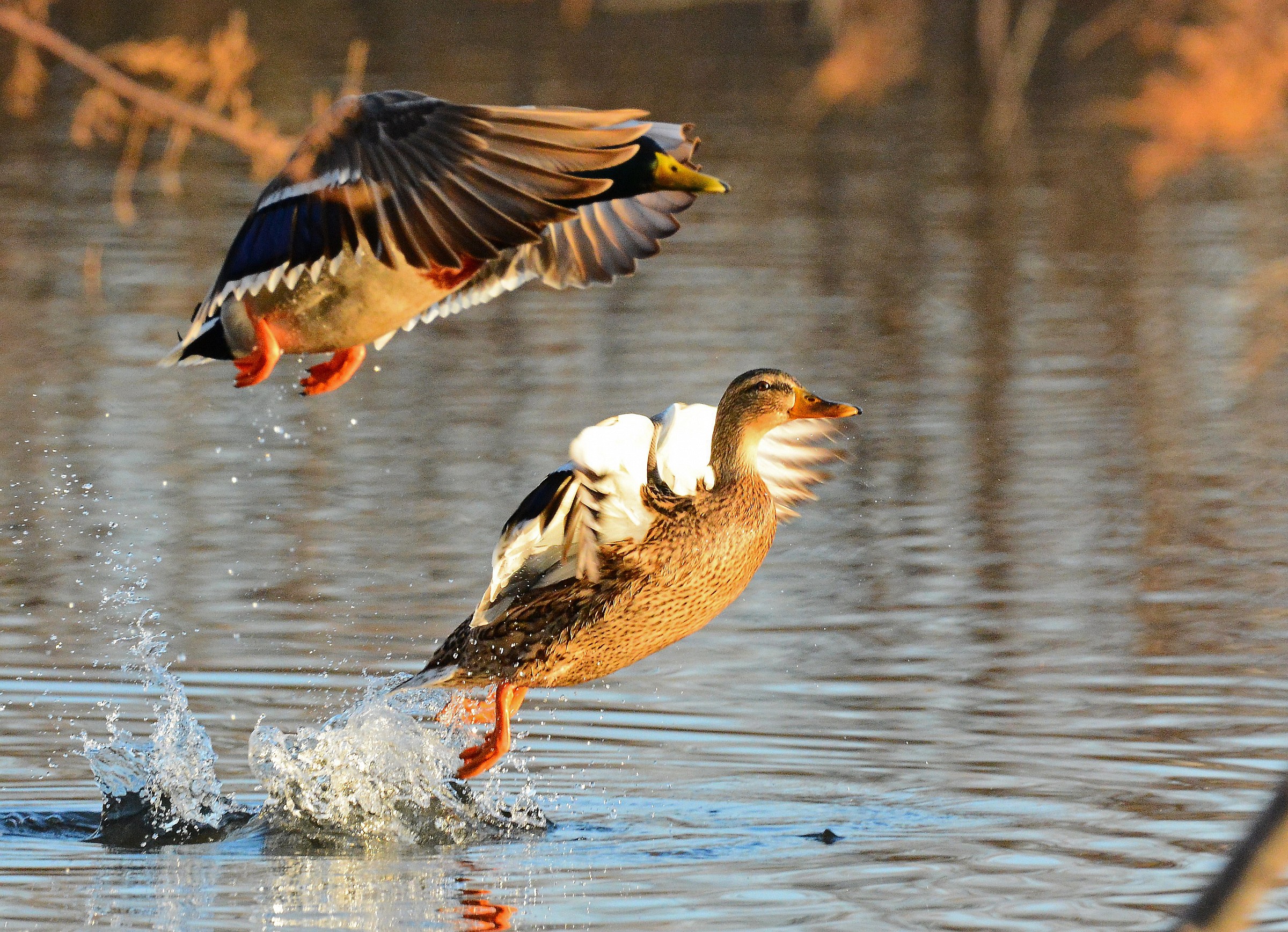Coppia di Germani in volo