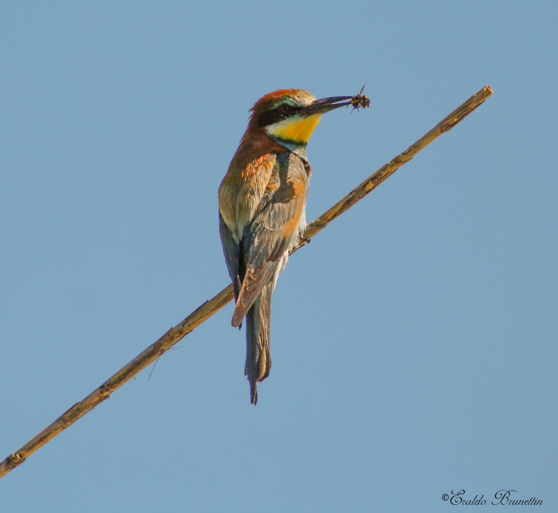 Bee-eater (Merops Bee-eater)