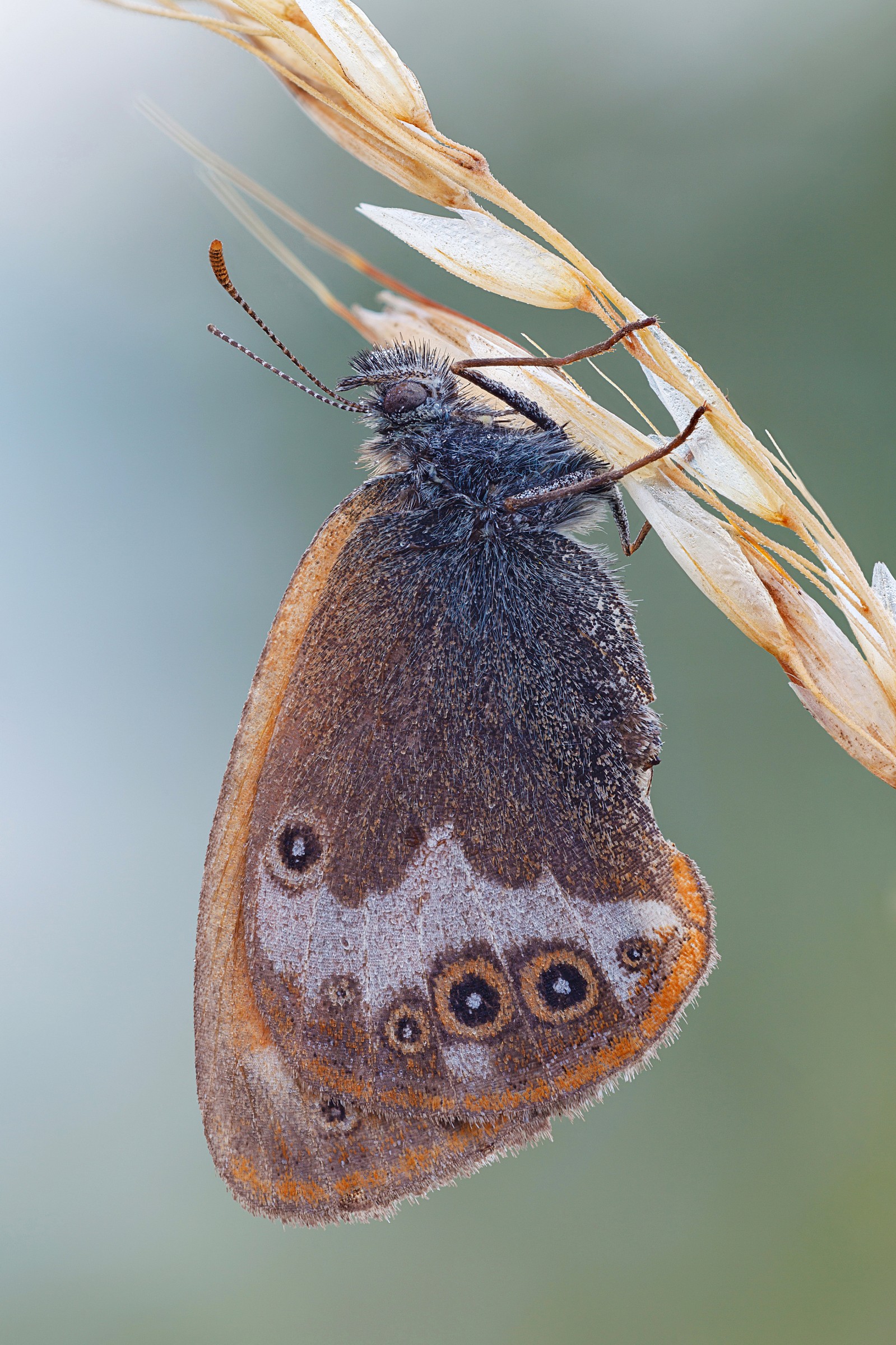 Coenonympha arcania