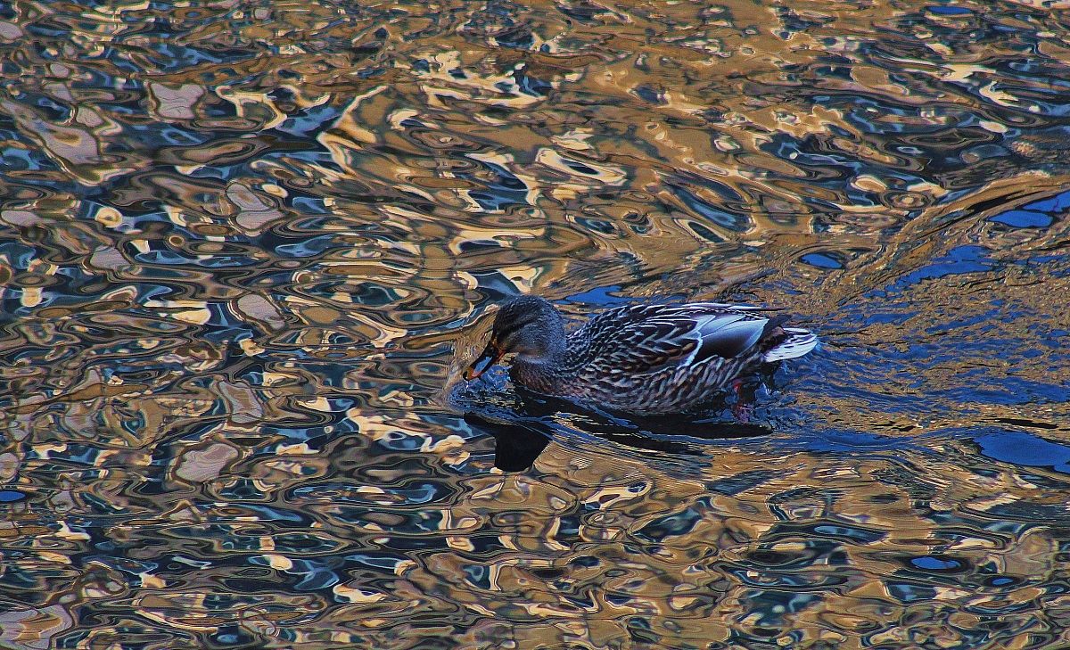 riflessione naturale