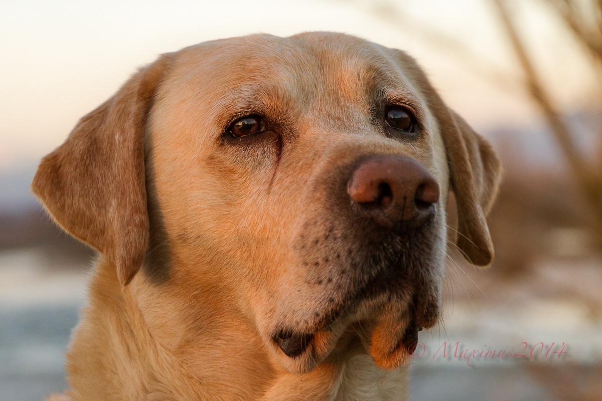 ... the sun in his eyes ...