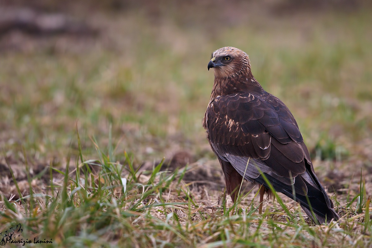Inatteso Falco di palude (Circus aeruginosus )