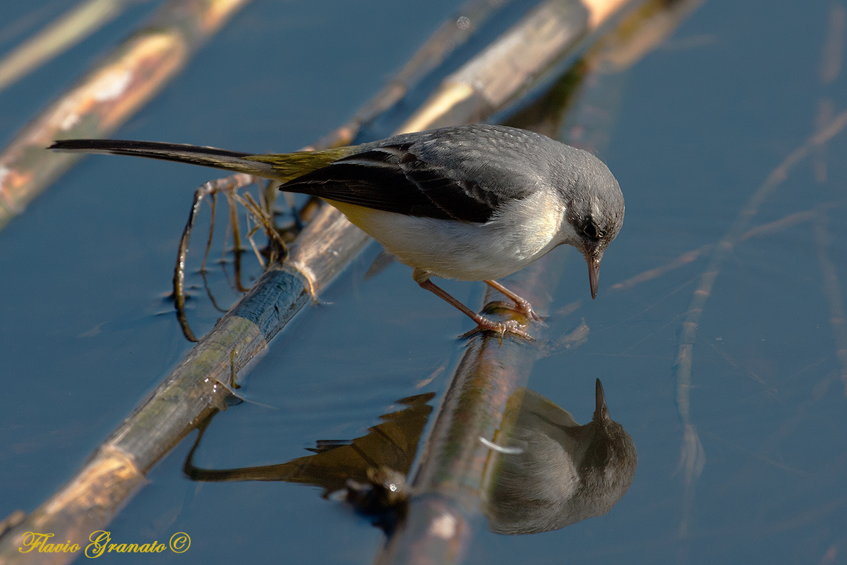 specchio delle mie brame...