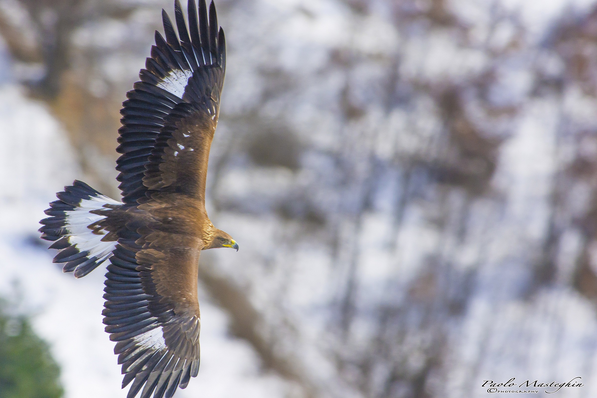 Giovanotto sulla bianca neve.....