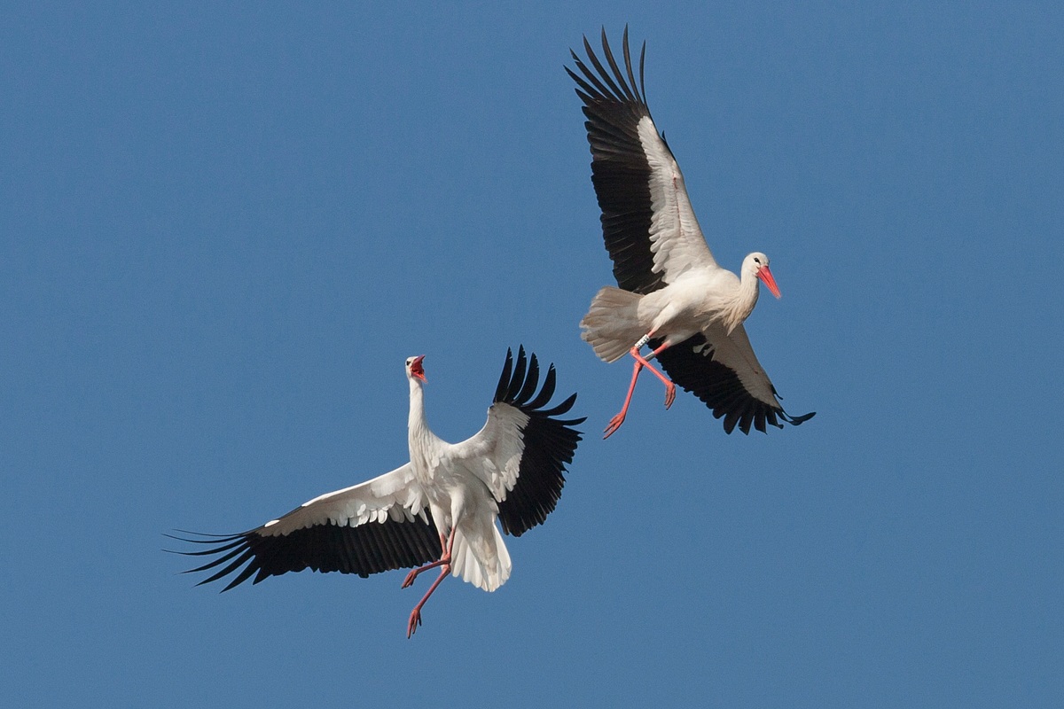 Questions of precedence