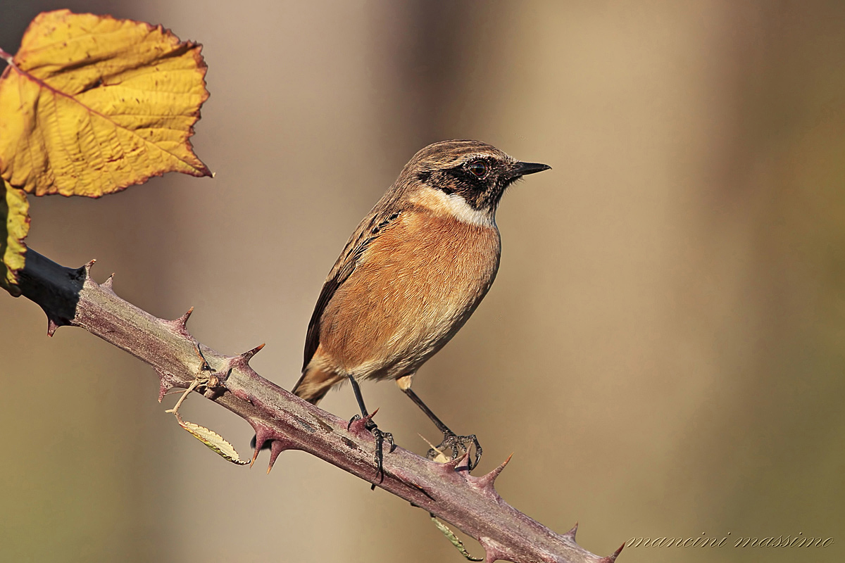 saltimpalo M (Saxicola torquata)