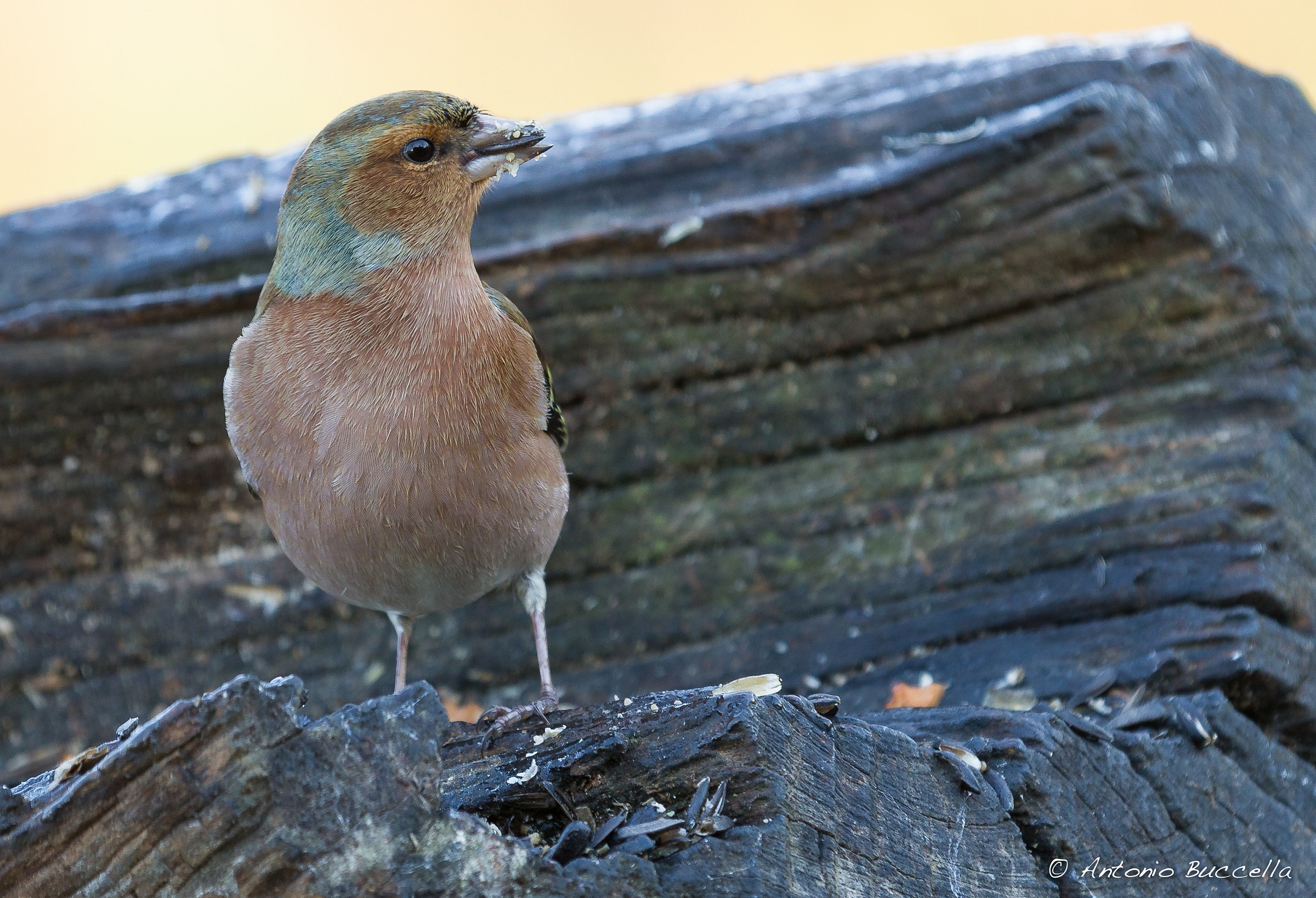 Test 2 70-200 f/2.8l IS USM II + Extender 2X III