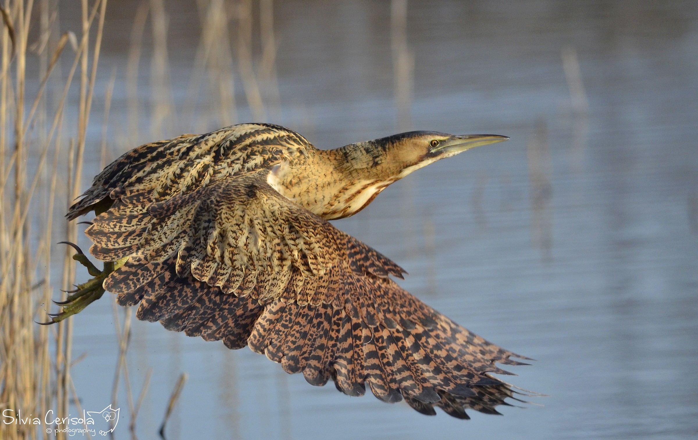 Bittern