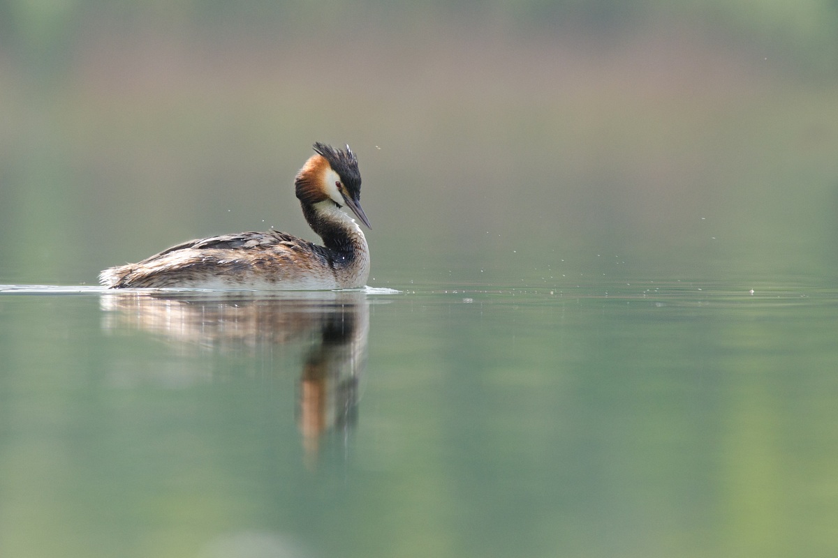 Great Crested Grebe
