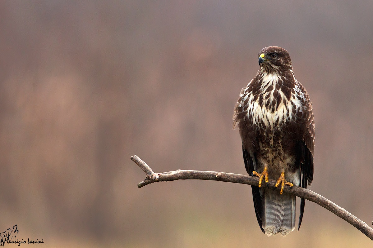 Poiana ( Buteo buteo )