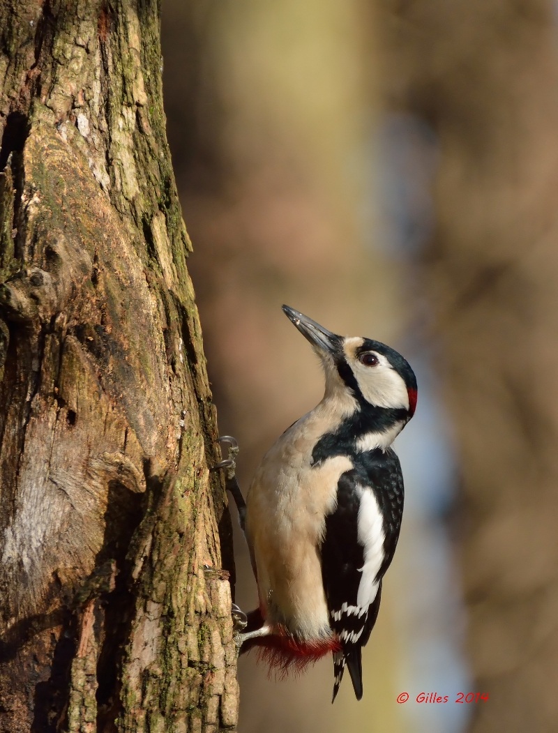 Great Spotted Woodpecker (Dendrocopos major)