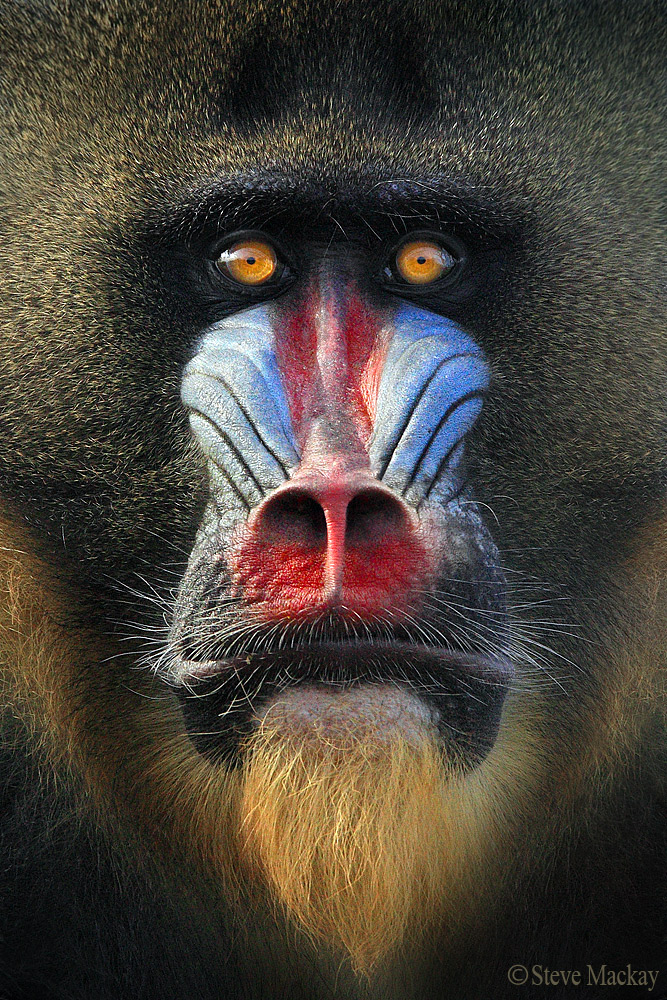 Mandrill