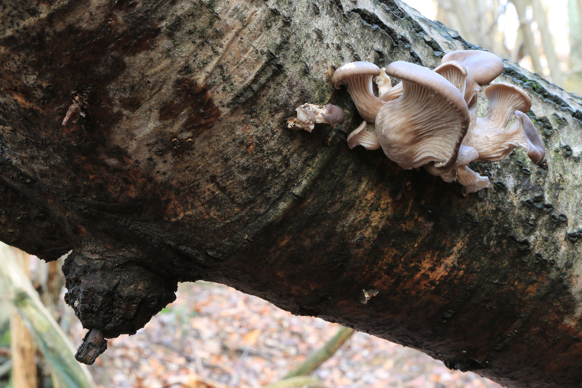 I funghi della befana