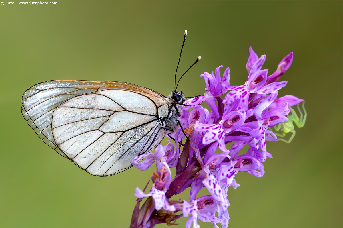 Aporia crataegi, 005808