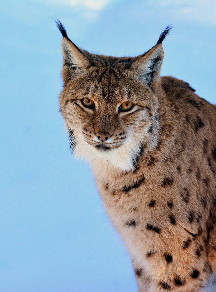 Lynx