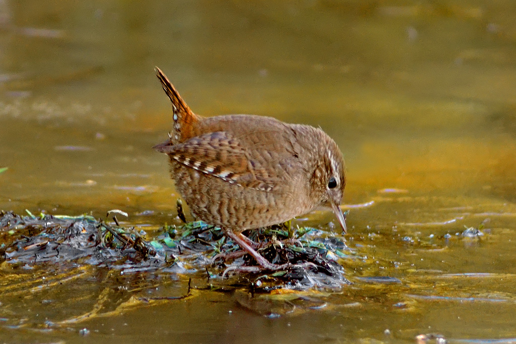 Scricciolo alla ricerca di cibo