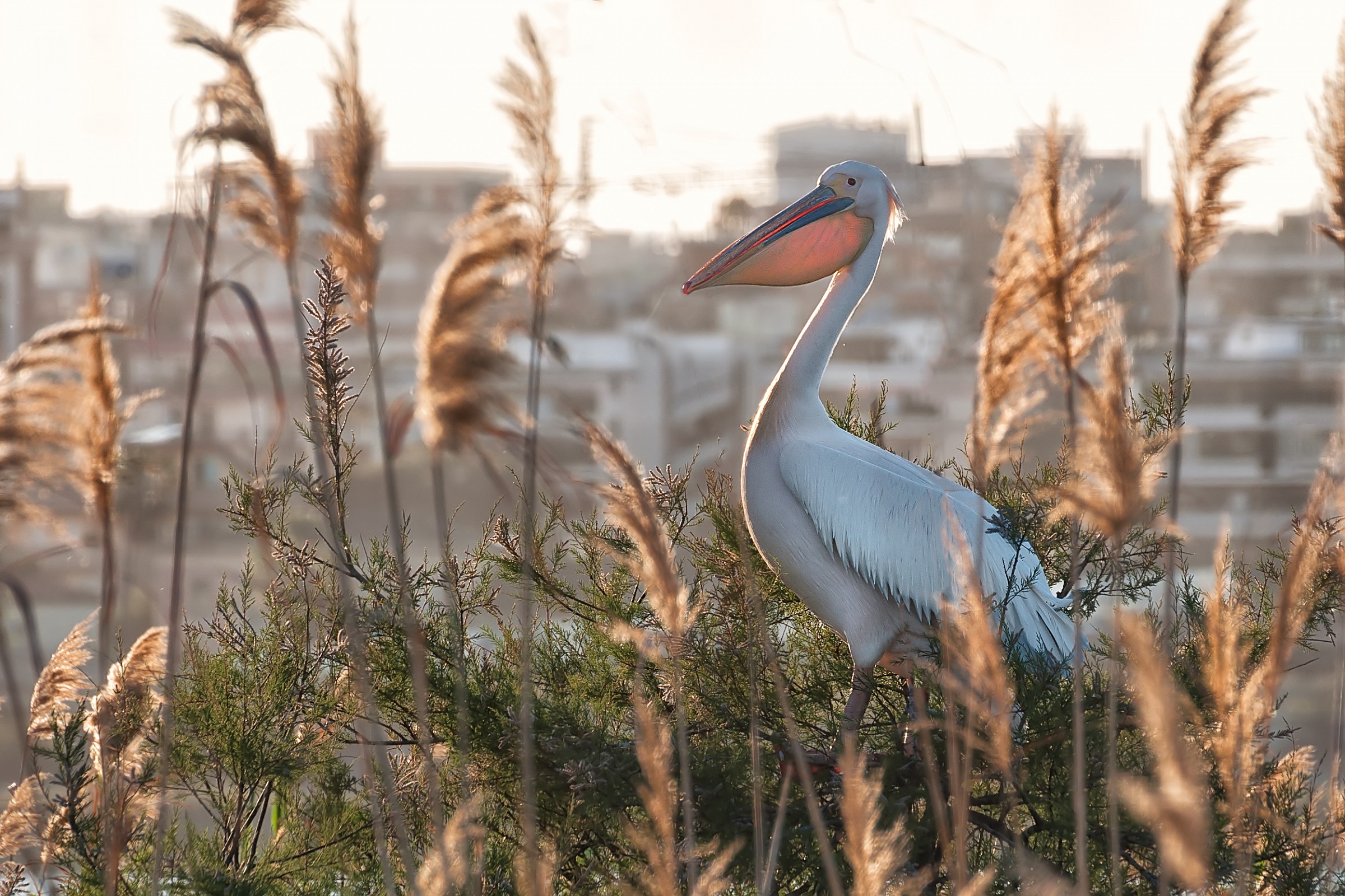 The pelican (perhaps, the only one in Sardinia)