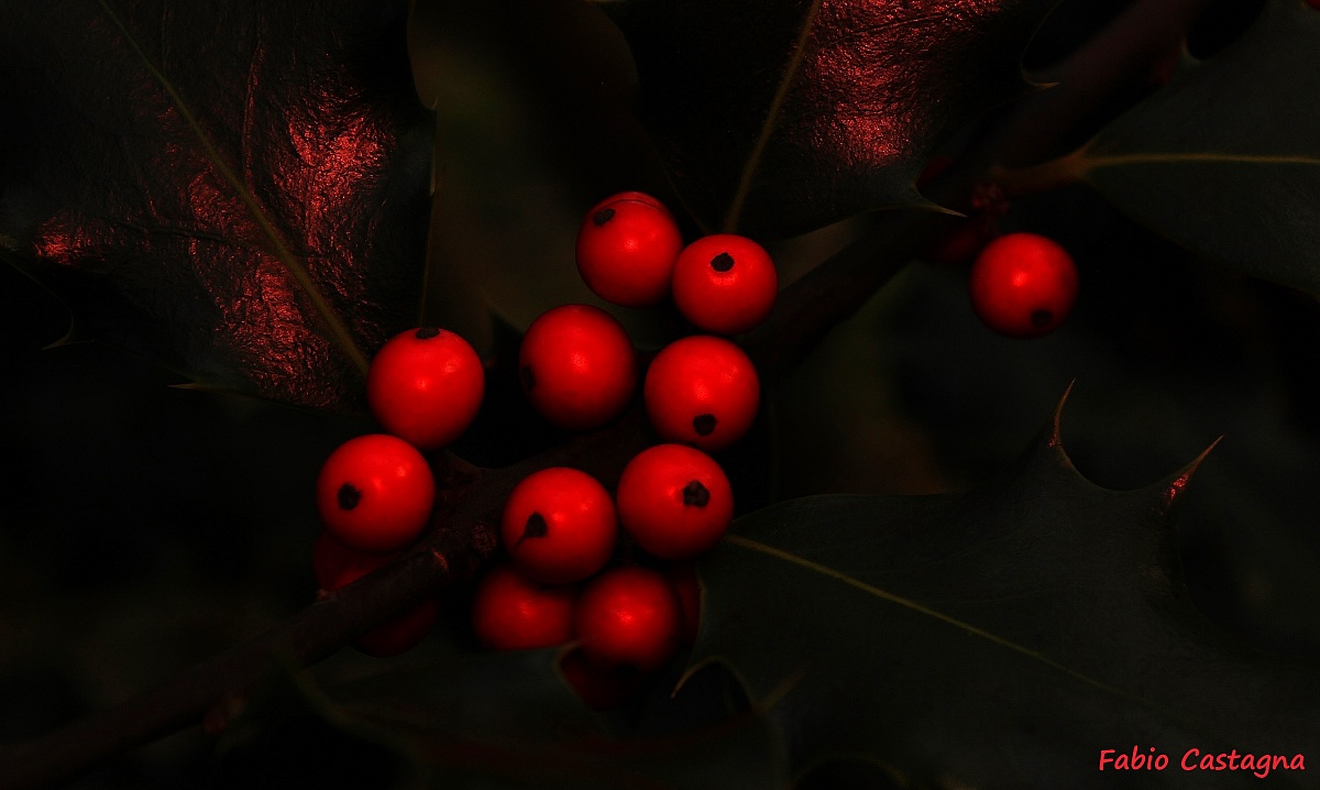The Holly and its berries