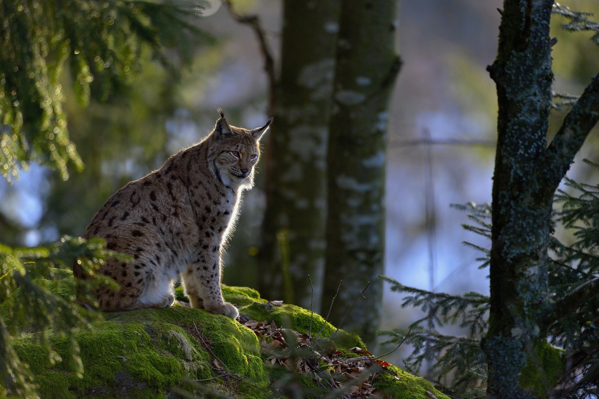 Bayerischen -Lince