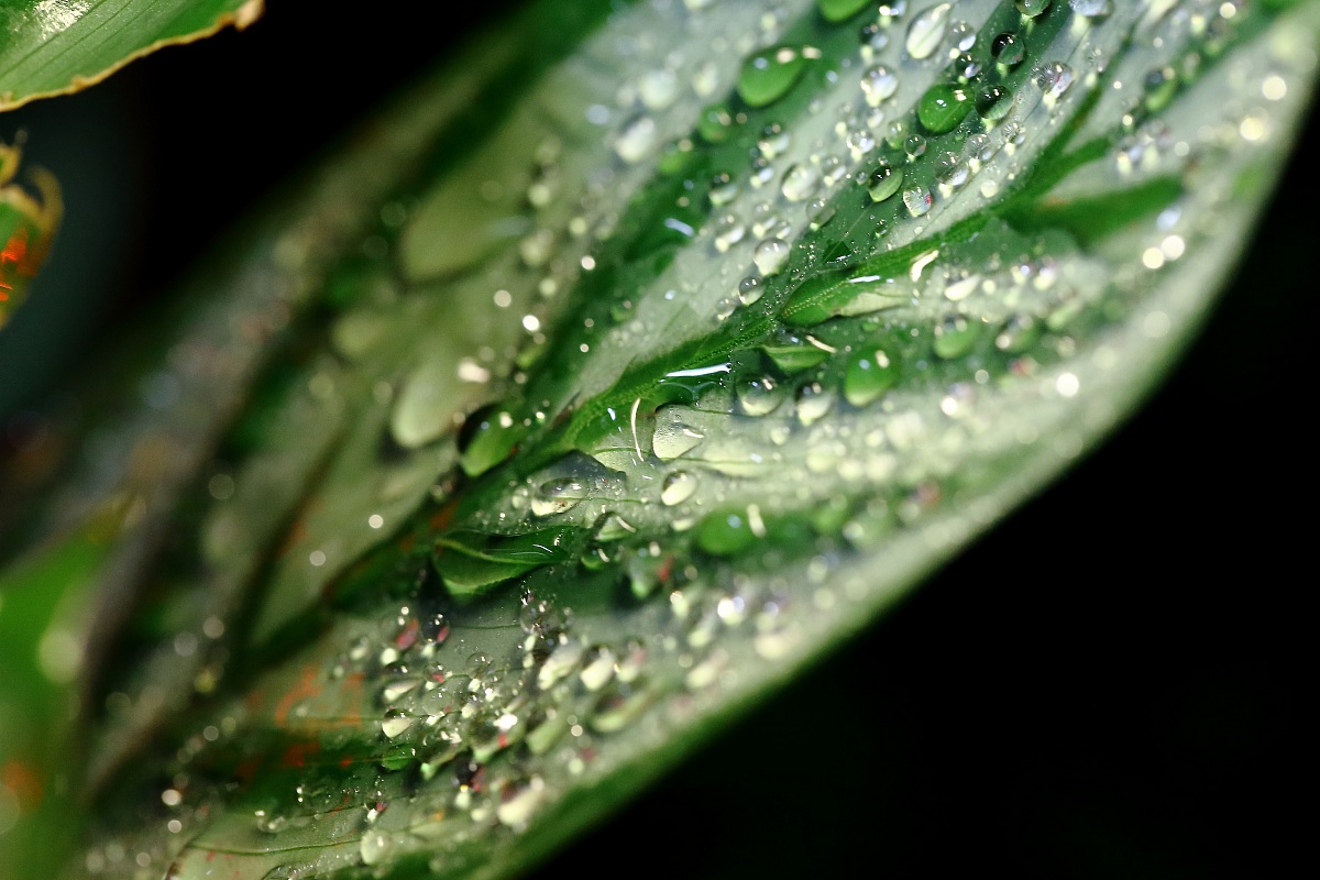 Drops of dew