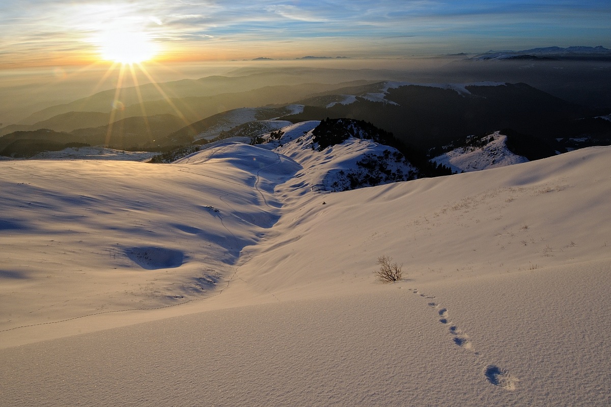 the usual tramontino