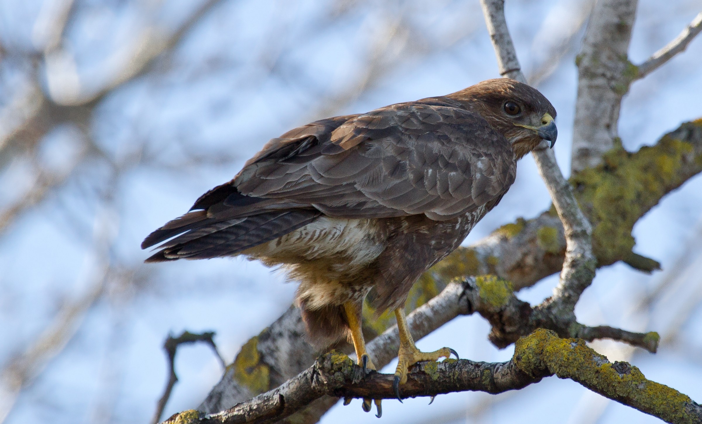 Buzzard