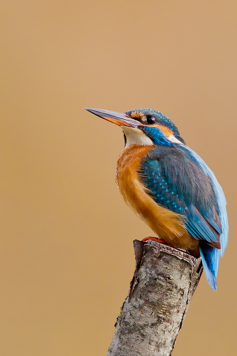 Alcedo atthis
