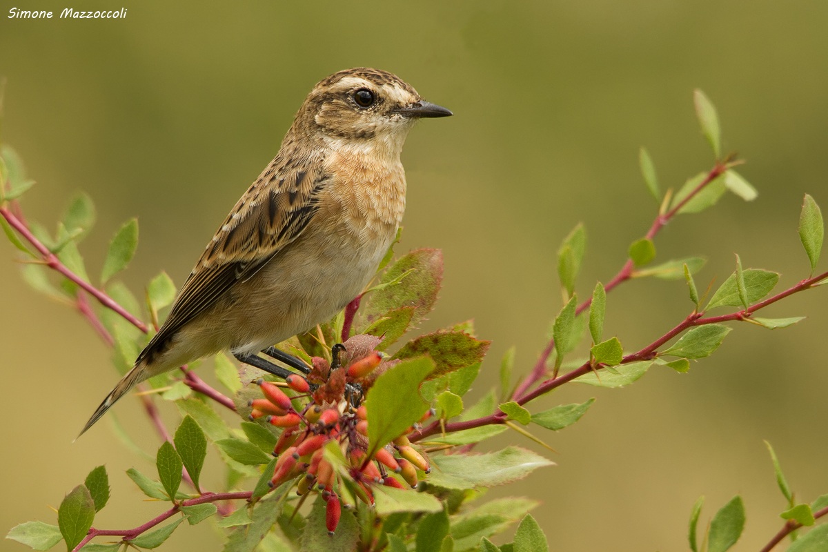 Whinchat