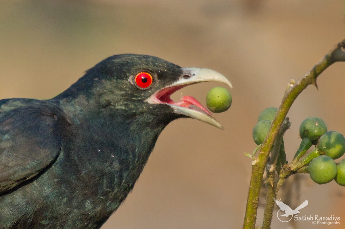 Asian Koel at breakfast: male.