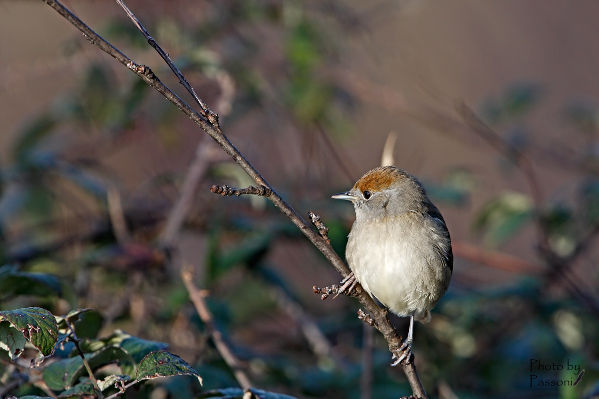 Blackcap female!