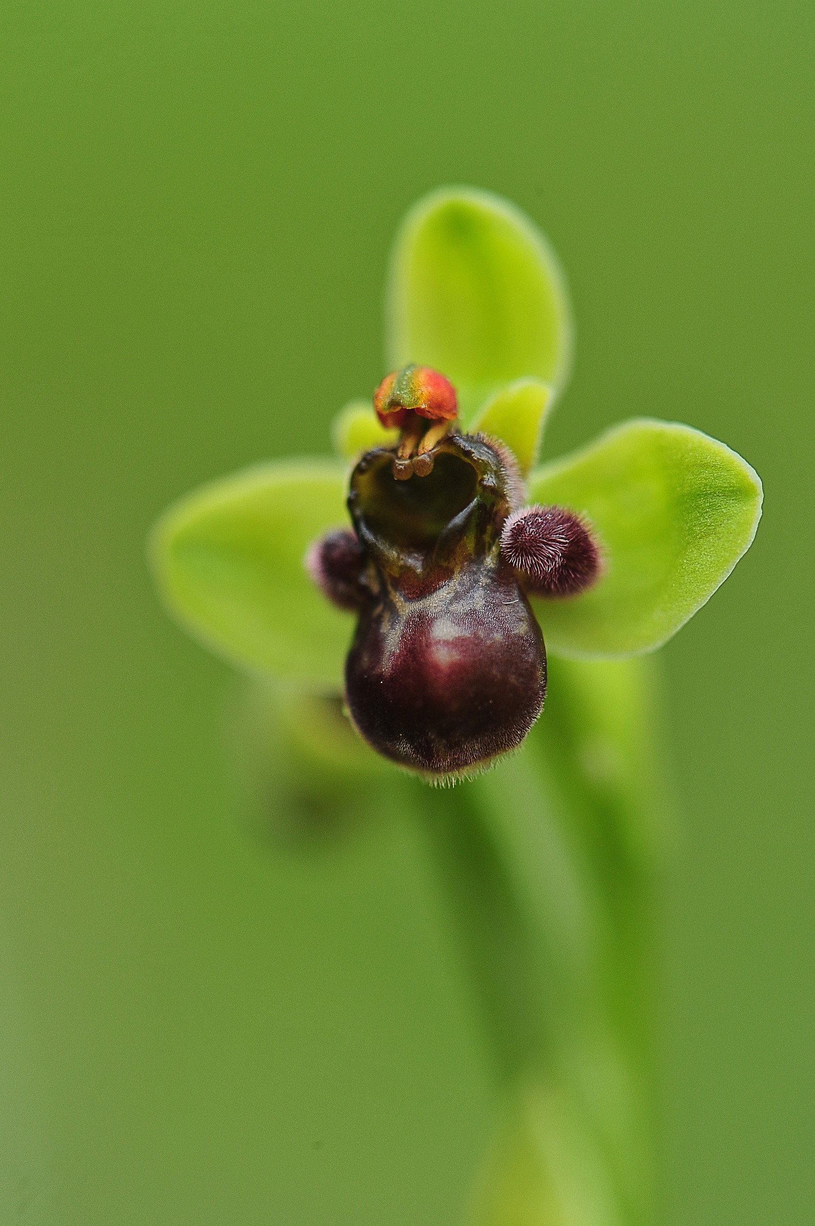 ophrys bombiliflora